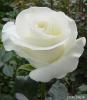 Rosa_Huong's Avatar